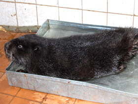 Смотреть фото Бобр Фото Бобр