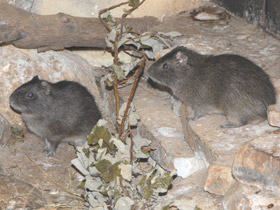 Смотреть фото Морская свинка Фото Морская свинка