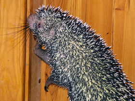 Фото Цепкохвостый дикобраз: пимпла в натуре