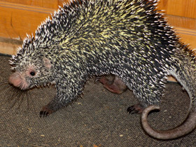 Фото Цепкохвостый дикобраз: пимпла в натуре