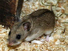 Смотреть фото Китайский хомячок Фото Китайский хомячок