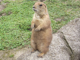 Смотреть фото Чернохвостая луговая собачка Фото Чернохвостая луговая собачка