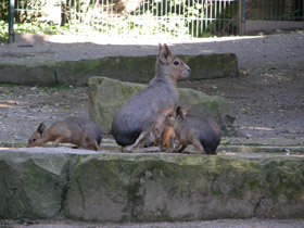 Смотреть фото Патагонская мара Фото Патагонская мара