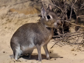 Смотреть фото Чакоанская мара Фото Чакоанская мара