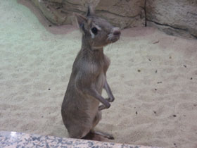 Смотреть фото Чакоанская мара Фото Чакоанская мара