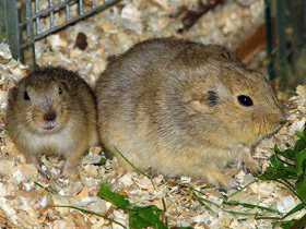 Смотреть фото Жёлтая пеструшка Фото Жёлтая пеструшка