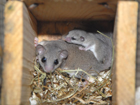 Смотреть фото Соня-полчок Фото Соня-полчок