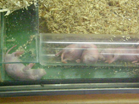 Смотреть фото Голый землекоп Фото Голый землекоп