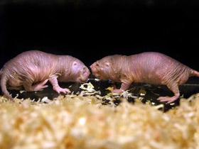 Смотреть фото Голый землекоп Фото Голый землекоп