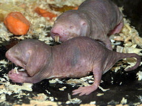Смотреть фото Голый землекоп Фото Голый землекоп