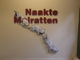 Смотреть фото Голый землекоп Фото Голый землекоп