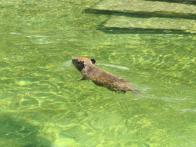 Смотреть фото Капибара Фото Капибара