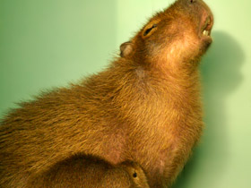 Смотреть фото Капибара Фото Капибара