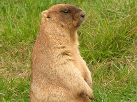 Фото Байбак: свистун на страже