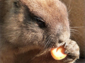 Фото Байбак: свистун на страже