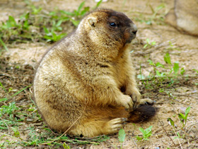 Фото Байбак: свистун на страже