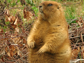 Фото Байбак: свистун на страже