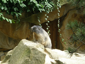 Смотреть фото Альпийский сурок Фото Альпийский сурок