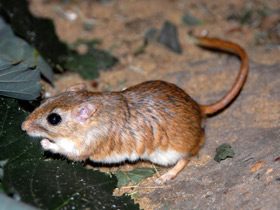 Полуденная песчанка Полуденная песчанка