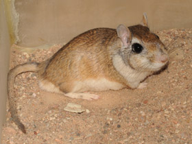 Смотреть фото Тамарисковая песчанка Фото Тамарисковая песчанка