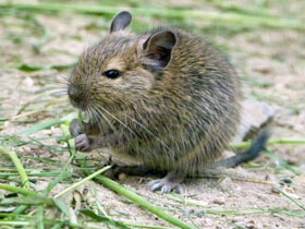 Смотреть фото Дегу Фото Дегу