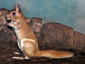 Фото Восточноафриканский долгоног