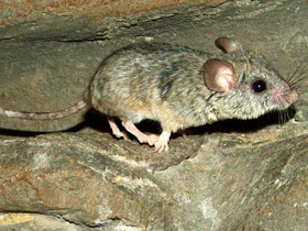 Смотреть фото Кактусовый хомячок Фото Кактусовый хомячок