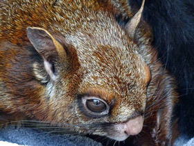 Смотреть фото Гигантская индийская летяга Фото Гигантская индийская летяга