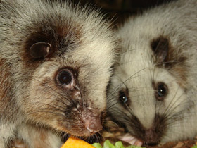 Облачная крыса Облачная крыса