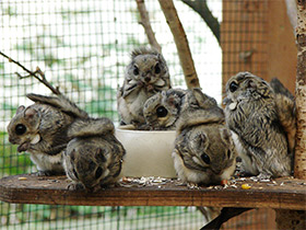 Смотреть фото Белка-летяга Фото Белка-летяга