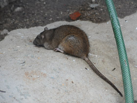 Смотреть фото 10 самых умных животных планеты Фото 10 самых умных животных планеты