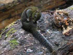 Смотреть фото Желтогорлая белка Фото Желтогорлая белка