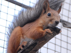 Смотреть фото 10 интересных фактов о белках Фото 10 интересных фактов о белках