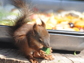 Фото Обыкновенная белка