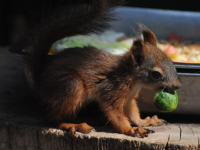 Смотреть фото 10 интересных фактов о белках Фото 10 интересных фактов о белках