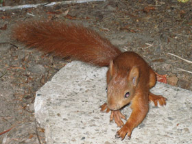 Фото Обыкновенная белка