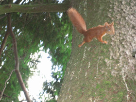 Фото Обыкновенная белка