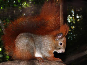 Фото Обыкновенная белка