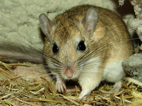 Смотреть фото Пушистохвостая песчанка Фото Пушистохвостая песчанка