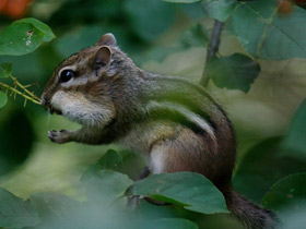 Смотреть фото Бурундук Фото Бурундук