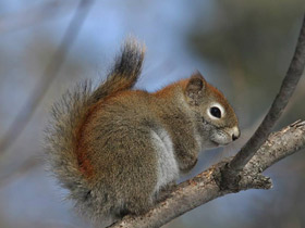 Смотреть фото Американская красная белка Фото Американская красная белка