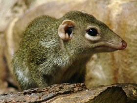 Смотреть фото Малайская тупайя Фото Малайская тупайя