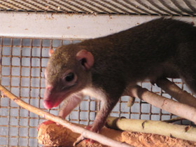 Смотреть фото Обыкновенная тупайа Фото Обыкновенная тупайа