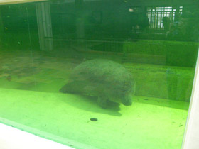 Смотреть фото Американский ламантин Фото Американский ламантин