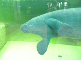 Смотреть фото Американский ламантин Фото Американский ламантин