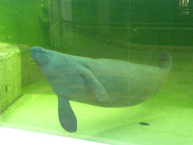 Смотреть фото Американский ламантин Фото Американский ламантин