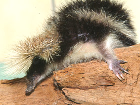 Смотреть фото Самые необычные и удивительные животные Фото Самые необычные и удивительные животные