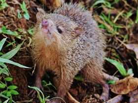 Смотреть фото Болотный тенрек Фото Болотный тенрек