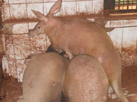 Смотреть фото Трубкозубы Фото Трубкозубы