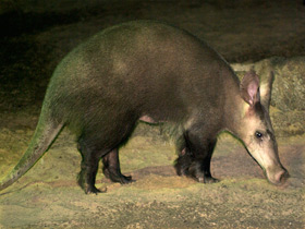 Смотреть фото Трубкозуб: насекомоядное копытное Фото Трубкозуб: насекомоядное копытное